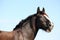 Portrait of beautiful shire horse on sky background