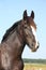 Portrait of beautiful shire horse on sky background