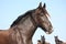 Portrait of beautiful shire horse on sky background