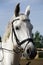 Portrait of beautiful show jumper horse