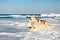 Portrait of beautiful Siberian husky dog on ice floe on the frozen Okhotsk sea background