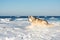 Portrait of beautiful Siberian husky dog on ice floe on the frozen Okhotsk sea background