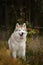 Portrait of beautiful Siberian Husky dog sitting in the enchanting fall forest