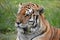 Portrait of a beautiful Sibirian Tiger in South Africa