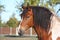 Portrait of beautiful skewbald horse