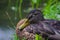 Portrait of beautiful sleeping ducks on the lake.