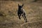 Portrait of beautiful small black dog, running at camera