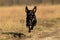 Portrait of beautiful small black dog, running at camera