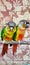 A portrait of  beautiful small parrot couple was in cage, Bangkok Thailand