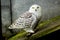 Portrait of a beautiful snow owl Bubo scandiacus