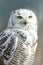 Portrait of a beautiful snowy owl, close-up portrait.