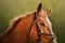 Portrait of a beautiful sorrel horse with a bridle on its muzzle on a sunny summer day close-up. Equestrian sports