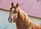 Portrait of beautiful sorrel young arabian colt