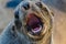 Portrait of beautiful South African fur seal at large seal colony, Cape Cross, Namibia, Southern Africa