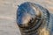 Portrait of beautiful South African fur seal at large seal colony, Cape Cross, Namibia, Southern Africa