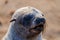 Portrait of beautiful South African fur seal at large seal colony, Cape Cross, Namibia, Southern Africa