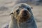 Portrait of beautiful South African fur seal at large seal colony, Cape Cross, Namibia, Southern Africa