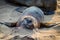 Portrait of beautiful South African fur seal at large seal colony, Cape Cross, Namibia, Southern Africa