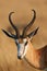 Portrait of a beautiful Springbok