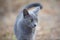 Portrait of Beautiful stray grey cat similar to russian blue breed is sitting on the street. the cat with green eyes