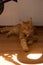 Portrait of a beautiful striped red-haired cat close-up. A big orange cat is sitting near the window. A calm Red cat