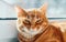 Portrait of a beautiful striped red-haired cat close-up. A big orange cat is sitting by the window. A calm Red cat sits on the win