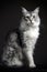 Portrait of a beautiful Swedish Maine Coon cat against a black background