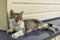 The portrait of a beautiful three-colored young female cat lies on a metal canopy at home and relaxes with eyes closed