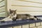 The portrait of a beautiful three-colored young female cat lies on a metal canopy at home and relaxes with eyes closed