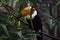 Portrait of a beautiful toco toucan