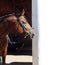 Portrait of beautiful Trakehner stallion on stable background.  sunny morning