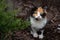 Portrait of a beautiful tricolor kitten near cypress