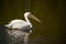 Portrait of beautiful water bird Pink-backed Pelican