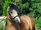 Portrait of beautiful welsh pony