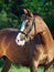 Portrait of beautiful welsh pony mare