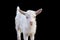 Portrait of a beautiful white goatling on a black background