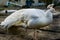 Portrait of a beautiful white peacock, popular color mutation in aviculture, tropical bird from Asia