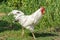 Portrait of beautiful white rooster with a red crest on head is runing in the courtyard of a village house on a sunny day. Close-