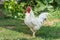 Portrait of beautiful white rooster with a red crest on head is standing on one leg in the courtyard of a village house on a sunny