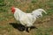 Portrait of beautiful white rooster with a red crest on head is walking in the courtyard of a village house on a sunny day. Close-