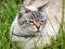 Portrait of beautiful white and stripey cat with blue eyes sitting in the grass