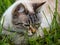 Portrait of beautiful white and stripey cat with blue eyes sitting in the grass