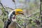 A portrait of a beautiful wild yellow billed hornbill sitting on a branch in Samburu/Kenya/Africa