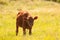 Portrait of a beautiful young bull, brown in color, standing in a field. Cattle