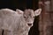 Portrait of a beautiful young cattle. Animal from the farm making part of Bovidae family in the barn