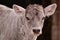 Portrait of a beautiful young cattle. Animal from the farm making part of Bovidae family in the barn