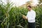 Portrait of a beautiful young farmer (student) working in the field, happy, in a shirt, corn field. Concept