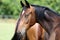 Portrait of a beautiful young purebred horse