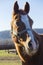 Portrait of a beautiful young stallion in he pen