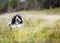 Portrait of a beautiful young Tibetan terrier dog lying in the grass
